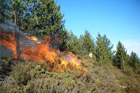Μέτρα πρόληψης και αυτοπροστασίας για τις δασικές πυρκαγιές